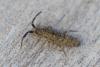 Orchesella villosa